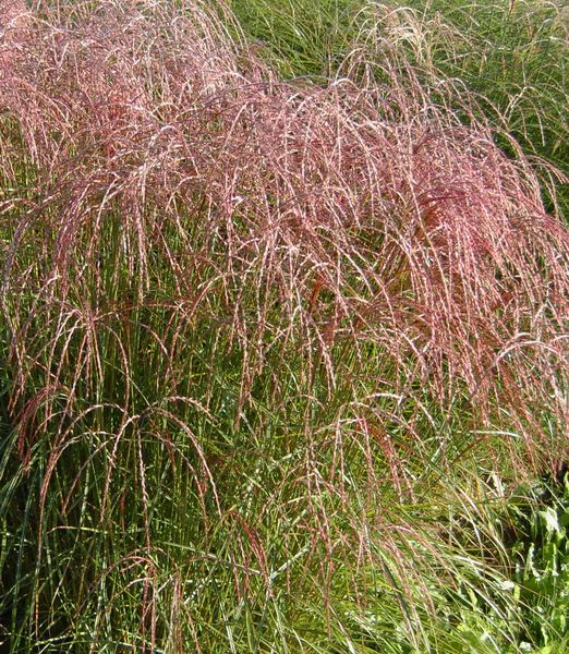 Miscanthus sinensis 'Flamingo'